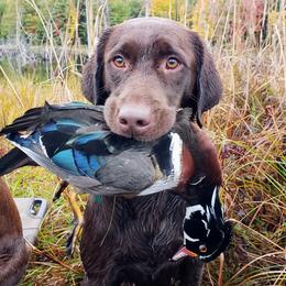 Ryder - Labrador Retriever