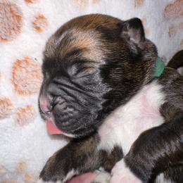 Green collar boy - Brindle male Boxer puppy in Fall River, Massachusetts from DaCosta’s Boxers