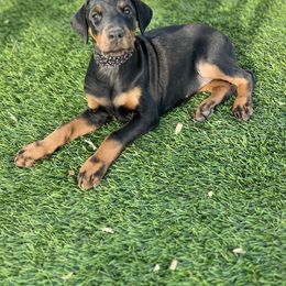 Girl 1 - Black and rust Doberman Pinscher puppy in Valley Center, California from TnT Dobermans
