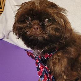 Phillipe - Red male Shih Tzu puppy in Parma, Ohio from D's DeVine Shih-Tzu