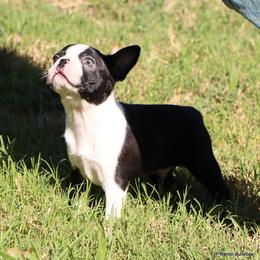 Elliot - Black and white male Boston Terrier puppy in Winnsboro, Texas from JP Ranch Bulldogs