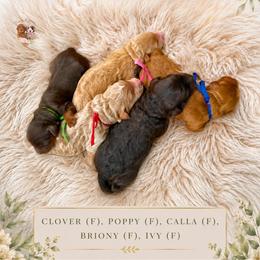 Ivy - Red  female Goldendoodle puppy in Atlanta, Georgia from Teddy Puppies