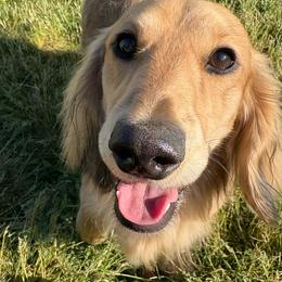 Obi Stirling - Dachshund