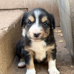 Cobia - Black tri female Miniature Australian Shepherd puppy in Lakeport, California from Akins Aussies/Wild Rose Ranch