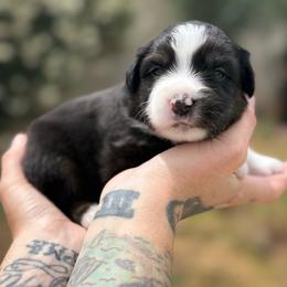 Bolt - Black tri male Miniature American Shepherd puppy in Phoenix, Arizona from Outlaw Minis