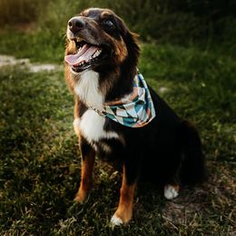 Australian Shepherds from Moonstruck Mini Aussies