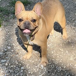 Pebbles - French Bulldog