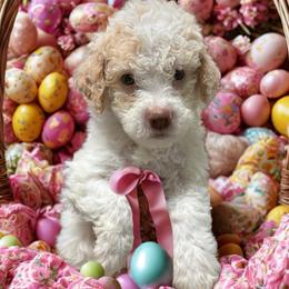 Black boy - Orange male Lagotto Romagnolo puppy in Chicago, Illinois from Midwest Lagotto Romagnolo