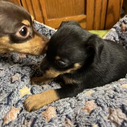 Prague Ratter Puppies from North Star Gem’s Prague Ratters