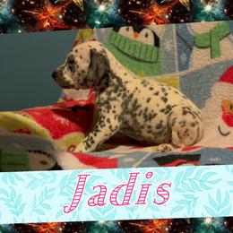 Jadis - White and black female Dalmatian puppy in Las Vegas, Nevada from 101 Dew Dream Valley Dalmatians