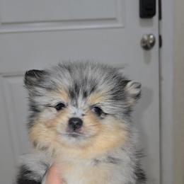 Jessie - Blue merle female Pomeranian puppy in Buckeye, Arizona from BL Poms Heaven