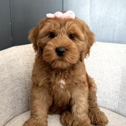 Girl 1 - female Australian Labradoodle puppy in Chelsea, Michigan from Michigan Labradoodles