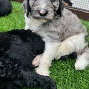 Newfypoo Puppies from Two Sisters Ranch, LLC