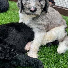 Newfypoo Puppies from Two Sisters Ranch, LLC
