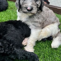 Newfypoo Puppies from Two Sisters Ranch, LLC