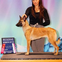 Belgian Malinois Puppies from Ak Hell Hounds