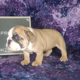 Prosper - Red and white male Bulldog puppy in Hillsdale County, Michigan from KZ Bullies LLC