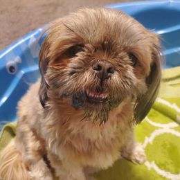 Shih Tzus from Wormy Hounds