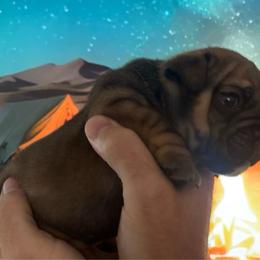 Steelo Brim - Red male Bulldog puppy in Hodges, South Carolina from Southern Standard Bulldogs