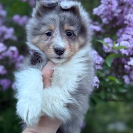 Girl 3 - Blue merle white and tan female Shetland Sheepdog puppy in Middleburgh, New York from StoneyAcre