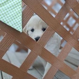 Golden Retriever Puppies from Mountain Sky Goldens   https://youtu.be/30SVQesEtig?si=CMjASv_Tza1VKSNt