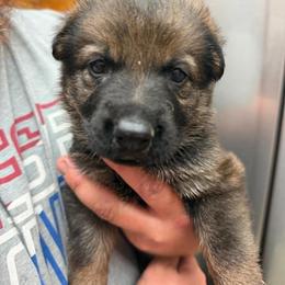 A1-6 Sable Girl - Miss Purple - Sable female German Shepherd puppy in Lincoln, California from Valor-K9s