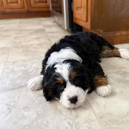 Wilder - Tri-color male Cavapoo puppy in Wamego, Kansas from Doodles of Oz