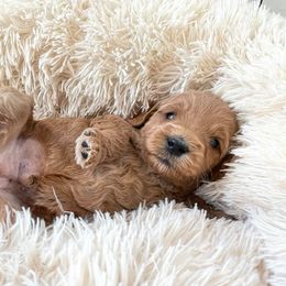 Australian Labradoodle Puppies from Catskill Country Labradoodles