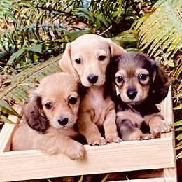 Dachshund Puppies from Northwest Dachshunds