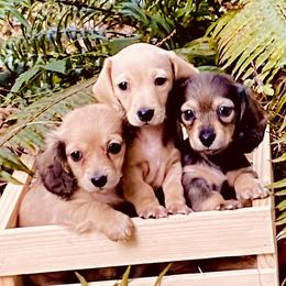 Dachshund Puppies from Northwest Dachshunds