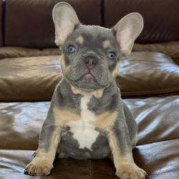 Teddy - Tricolors male French Bulldog puppy in Roseville, California from Fiddyment Farm Frenchies