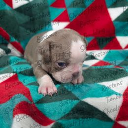 Muffin - Lilac female Boston Terrier puppy in Millers Creek, North Carolina from Tumbling Shoals Hilltop Bostons