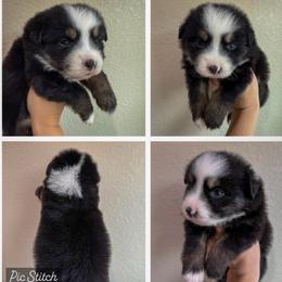 Girl 2 - Black tri-color female Australian Shepherd puppy in Iola, Texas from MK Aussies