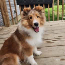 Shetland Sheepdogs from Kayla's Shelties