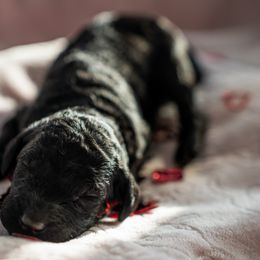 Poodle Puppies from Wilson Family Poodles