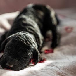 Poodle Puppies from Wilson Family Poodles