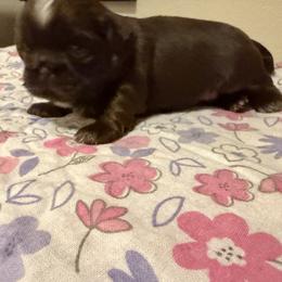 Daisy - Chocolate female Shih Tzu puppy in Live Oak, California from Irma's Shih Tzus