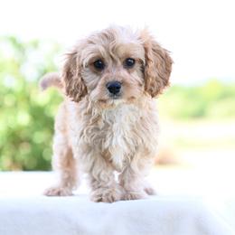 Tucker - Red male Cavapoo puppy in Lawton, Oklahoma from Lindsey’s Cavies
