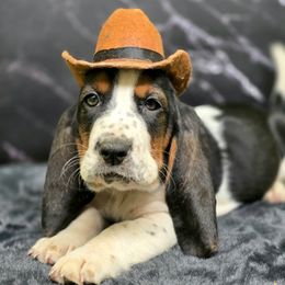 Birman (Blue) - Black tan and white male Basset Hound puppy in Amelia, Ohio from Lady Mae Bassets