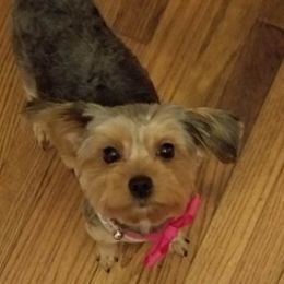 Yorkshire Terriers from Hatton Babies