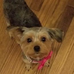 Yorkshire Terriers from Hatton Babies