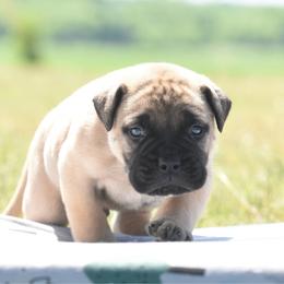 Cash - Fawn male Bullmastiff puppy in Chickasha, Oklahoma from Rustic Lace