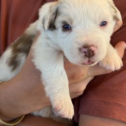 Australian Shepherd Puppies from Batt Ranch Australian Shepherds