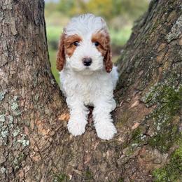 Snow White - Parti female Goldendoodle puppy in Warsaw, Ohio from Lovabledoodles