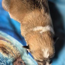 Memphis - Sable male Pembroke Welsh Corgi puppy in Checotah, Oklahoma from Skoal Creek Corgi's