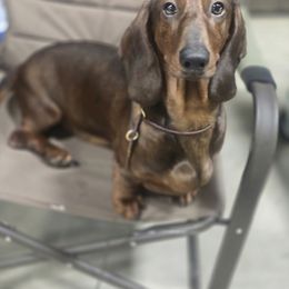 Tuca - Dachshund