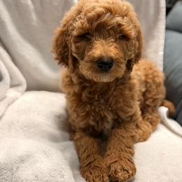 Boy-3 - Red  male Poodle puppy in Sn Bernrdno, California from JennieMiniPets