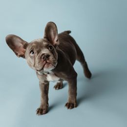French Bulldog Puppies from Farm Fresh Frenchies