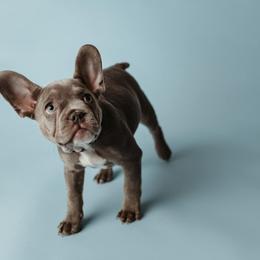 French Bulldog Puppies from Farm Fresh Frenchies