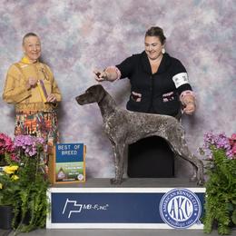 German Shorthaired Pointer All Grown Up from Twin Gabels GSPs